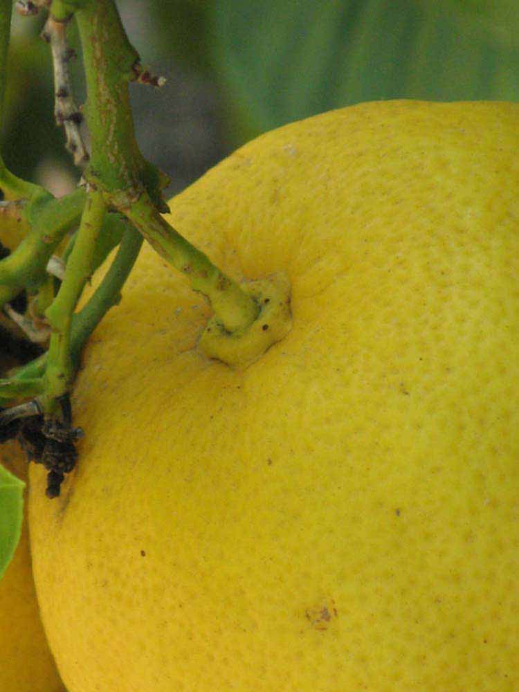            Fruit (Riverside, CA)   